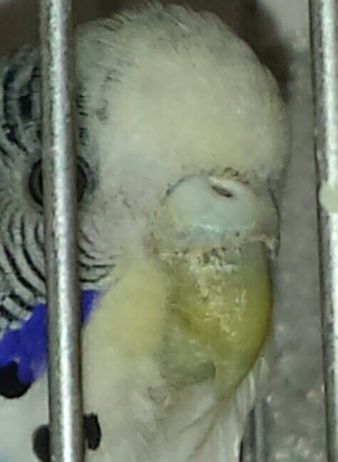 mamma coco con scabbia